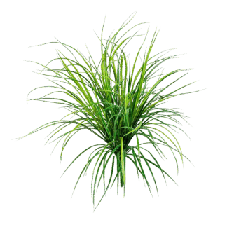 Künstliche Grass - Maya | 75 cm*