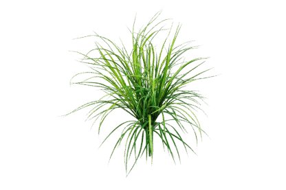 Künstliche Grass - Maya | 75 cm*