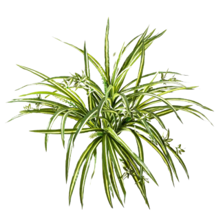 Künstliche Grünlilie - Lola | 55 cm*