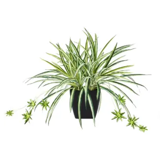 Künstliche Grünlilie – Liora | 50 cm*