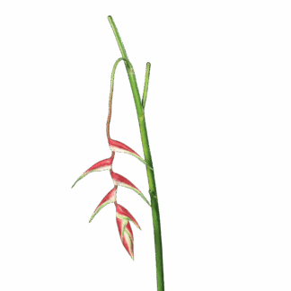 Künstliche Helikonie - Gerko | 116 cm*