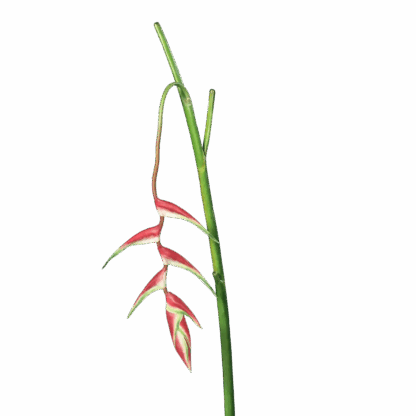 Künstliche Helikonie - Gerko | 116 cm*