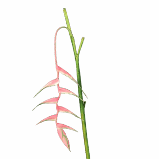 Künstliche Helikonie - Thies | 114 cm*