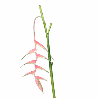 Künstliche Helikonie - Thies | 114 cm*