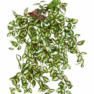 Künstliche Hoya - Elyas*