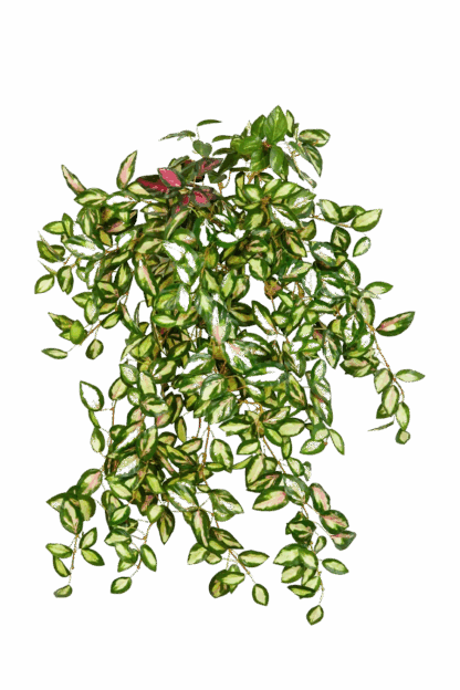 Künstliche Hoya - Elyas*