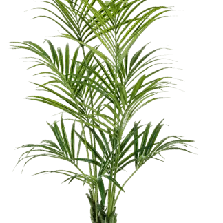 Künstliche Kentia Palme - Cataleya | 172 cm*