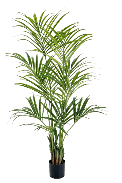 Künstliche Kentia Palme - Cataleya | 172 cm*