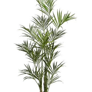 Künstliche Kentia Palme - Cataleya | 260 cm*