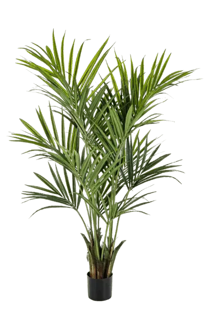 Künstliche Kentia Palme - Cecilia | 172 cm*