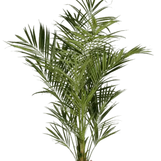 Künstliche Kentia Palme - Cecilia | 225 cm*