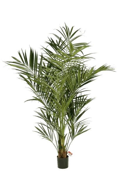 Künstliche Kentia Palme - Cecilia | 225 cm*