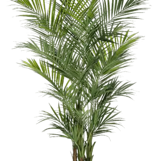 Künstliche Kentia Palme - Cecilia | 260 cm*