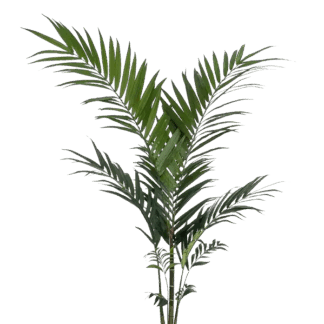 Künstliche Kentia Palme - Nathalie | 150 cm*