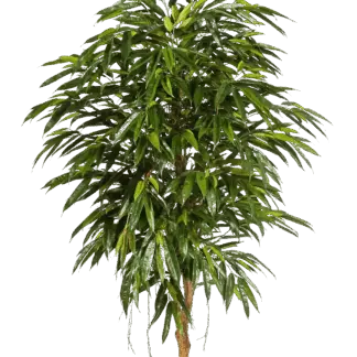 Künstliche Longifolia - Sean | 210 cm*