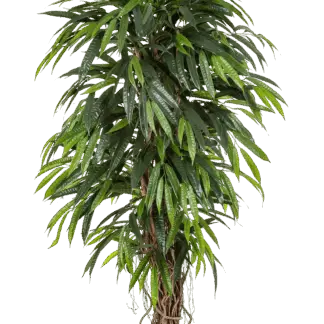 Künstliche Longifolia - Steven | 210 cm*