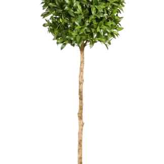 Künstliche Lorbeer - Romy | 140 cm*