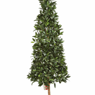 Künstliche Lorbeer - Teresa | 110 cm*