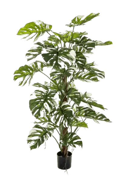 Künstliche Monstera - Albert | 160 cm*