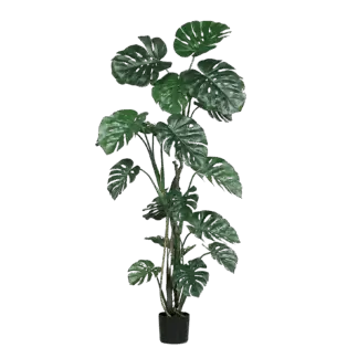Künstliche Monstera - Suzaku | 180 cm*