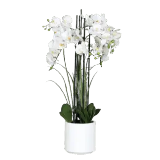 Künstliche Orchidee - Adin | 100 cm*