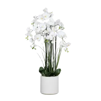 Künstliche Orchidee - Allen | 120 cm | in weißem Dekotopf, Real Touch*