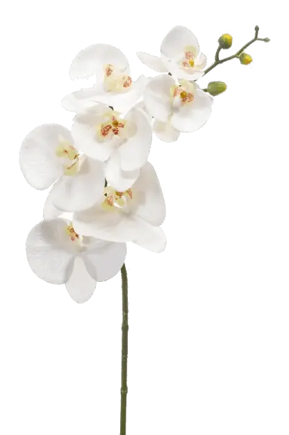 Künstliche Orchidee - Cattley | 83 cm, Real Touch*