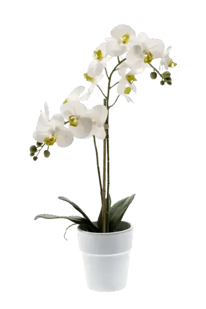 Künstliche Orchidee - Leonard | Real Touch | 65 cm*
