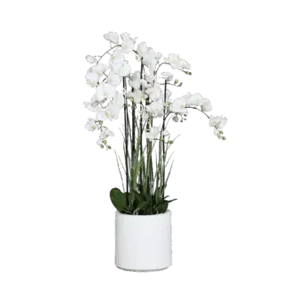 Künstliche Orchidee - Yuri | 134 cm | in weißem Dekotopf, Real Touch*