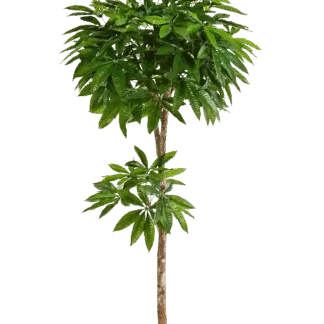 Künstliche Pachira - Natalia | 150 cm*