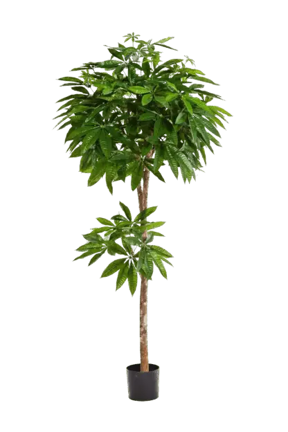 Künstliche Pachira - Natalia | 150 cm*