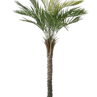Künstliche Palme - Penny | 150 cm*