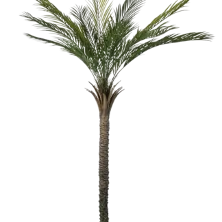 Künstliche Palme - Pitus | 180 cm*