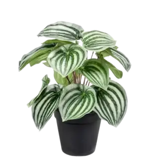 Künstliche Peperomia - Klara | 25 cm*