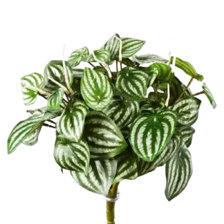 Künstliche Peperomia - Melon*