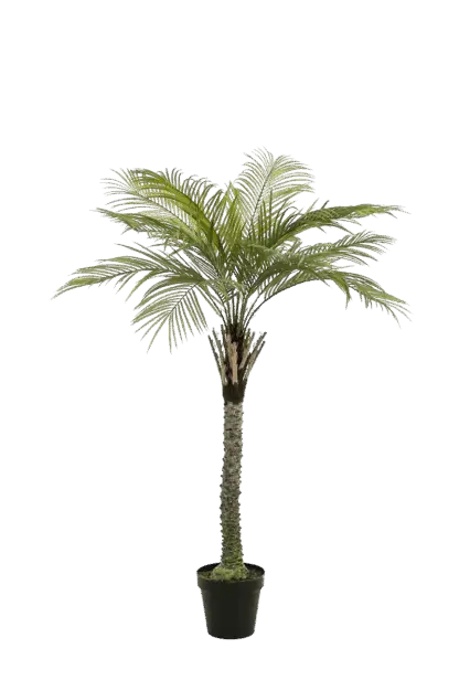Künstliche Phoenix Palme - Gisbert | 260 cm*