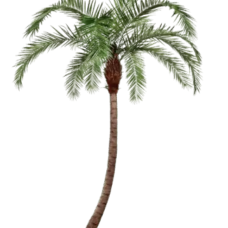 Künstliche Phoenixpalme - Simon | 330 cm*