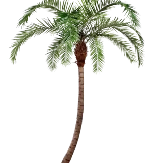 Künstliche Phoenixpalme - Simon | 360 cm*