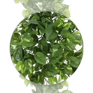 Künstliche Pothos Girlande - Beyza | 180 cm*