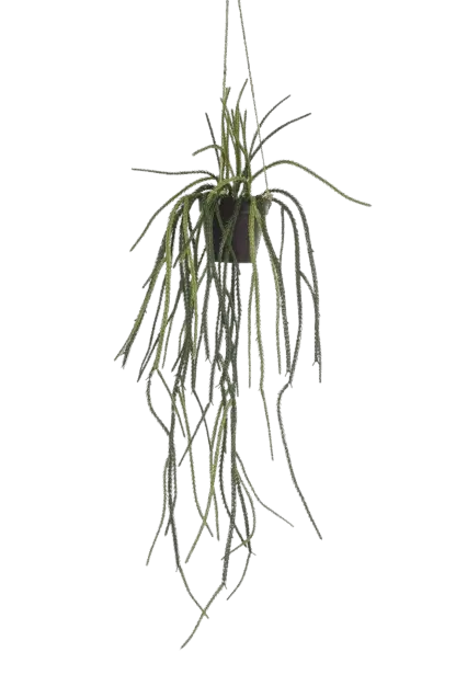 Künstliche Rhipsalis - Penni | 85 cm*