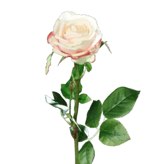 Künstliche Rose - Pam | 66 cm*