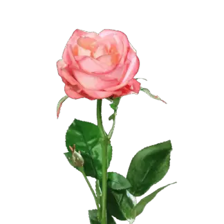 Künstliche Rose - Sokrates | 66 cm*