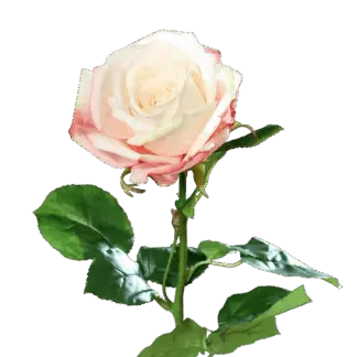 Künstliche Rose - Xenia | 66 cm*