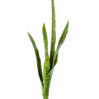Künstliche Sanseveria - Ben | 81 cm*