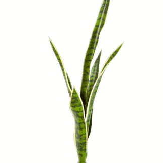 Künstliche Sanseveria - Fin | 81 cm*