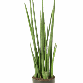 Künstliche Sanseviera - Pia | 99 cm*