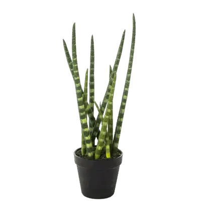 Künstliche Sansevieria - Dundee | 42 cm*