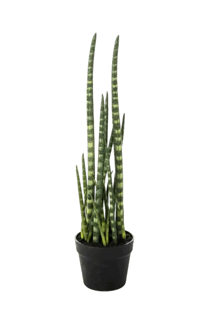 Künstliche Sansevieria - Dundee | 67 cm*