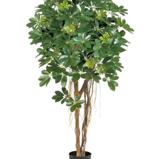 Künstliche Schefflera - Olaf | 170 cm*