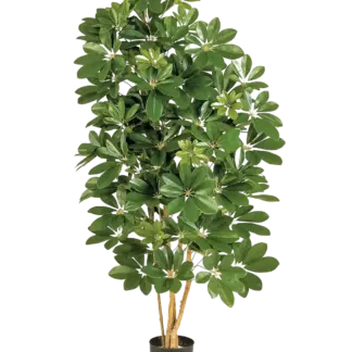 Künstliche Schefflera - Omer | 170 cm*